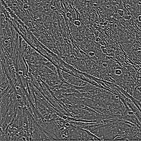 Output image showing results of the highpass applica tion with 21 by 21 pixel filter.